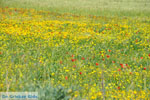 Bloemenzee on Skyros | Skyros Greece foto13 - Photo JustGreece.com
