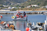 JustGreece.com Little harbour near Magazia | Skyros Greece Photo 3 - Foto van JustGreece.com