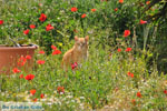 JustGreece.com Kat near Molos and Magazia near Skyros town | Skyros Greece Photo 1 - Foto van JustGreece.com