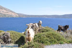 JustGreece.com Goats near Kalamitsa | Skyros Greece Photo 1 - Foto van JustGreece.com