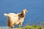 Goats near Kalamitsa | Skyros Greece Photo 2 - Photo JustGreece.com