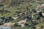 From Kalamitsa to Vouno | The zuiden of Skyros Photo 1 - Photo JustGreece.com