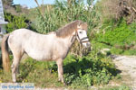 Dwergpaard Skyros | Greece Photo 4 - Photo JustGreece.com