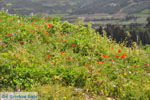 Bloemen on Skyros near Agios Dimitrios Skyros - Photo JustGreece.com