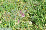 Wilde bloem near Agios Dimitrios | Binnenland Skyros Photo 1 - Photo JustGreece.com