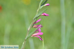 Wilde bloem near Agios Dimitrios | Binnenland Skyros Photo 2 - Foto van JustGreece.com