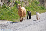 Geitjes on Skyros | Binnenland Skyros - Photo JustGreece.com