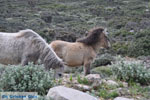 Wilde dwergpaarden in the zuiden of Skyros | Photo 2 - Photo JustGreece.com