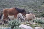 Wilde dwergpaarden in the zuiden of Skyros | Photo 3 - Photo JustGreece.com