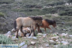 Wilde dwergpaarden in the zuiden of Skyros | Photo 4 - Photo JustGreece.com