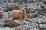 Schapen in the zuiden of Skyros | Photo 6 - Photo JustGreece.com