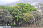 Skyriaanse trees | Zuid-Skyros - Photo JustGreece.com