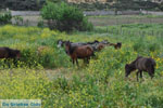 Wilde dwergpaarden Skyros | Greece | Greece  Photo 1 - Photo JustGreece.com