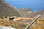 Kampos | Northern Syros | Greece | Photo 33 - Photo JustGreece.com