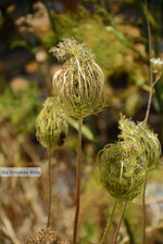 Kampos | Northern Syros | Greece | Photo 38 - Photo JustGreece.com