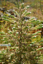 Kampos | Northern Syros | Greece | Photo 39 - Photo JustGreece.com