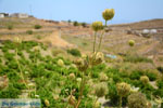 Sa Michalis | Northern Syros | Greece Photo 42 - Photo JustGreece.com