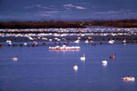 Delta Evros | Greece | Foto 2 - Photo JustGreece.com