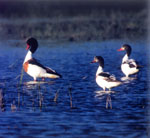 Delta Evros | Greece | Foto 3 - Photo JustGreece.com