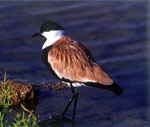 Delta Evros | Greece | Foto 6 - Foto van JustGreece.com