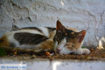 Agapi Tinos | Greece | Greece  Photo 30 - Photo JustGreece.com