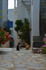 Falatados near Exomvourgo Tinos | Greece | Photo 24 - Photo JustGreece.com