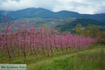 Velvendo  | Kozani Macedonia | Greece  Photo 3 - Photo JustGreece.com