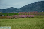 JustGreece.com Velvendo  | Kozani Macedonia | Greece  Photo 5 - Foto van JustGreece.com