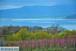 Polifitos-lake Kozani | Macedonia Greece | Greece  Photo 12 - Photo JustGreece.com