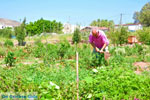 Zakros and Kato Zakros - Crete - Greece  60 - Photo JustGreece.com
