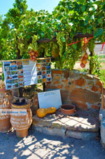 Zakros and Kato Zakros - Crete - Greece  64 - Photo JustGreece.com