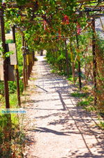 Zakros and Kato Zakros - Crete - Greece  69 - Photo JustGreece.com