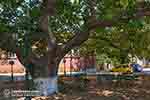 Exo Chora Zakynthos - Ionian Islands -  Photo 11 - Photo JustGreece.com