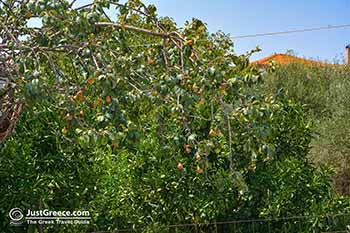 Maries Zakynthos - Ionian Islands -  Photo 3 - Foto van JustGreece.com
